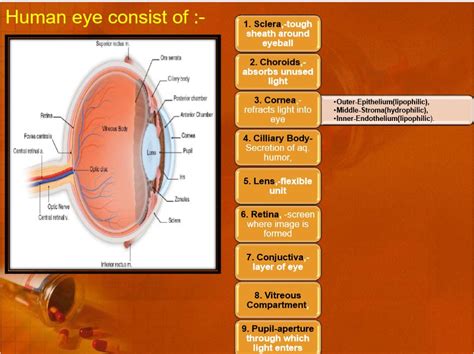 Ocular Drug Delivery Systems An Overview All About Drugs