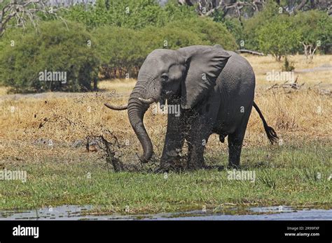 African Elephant Loxodonta Africana Having Water And Mud Bath Moremi Reserve Okavango Delta