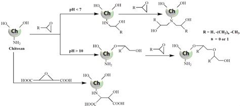 Reactions Of Chitosan With Epoxide Download Scientific Diagram