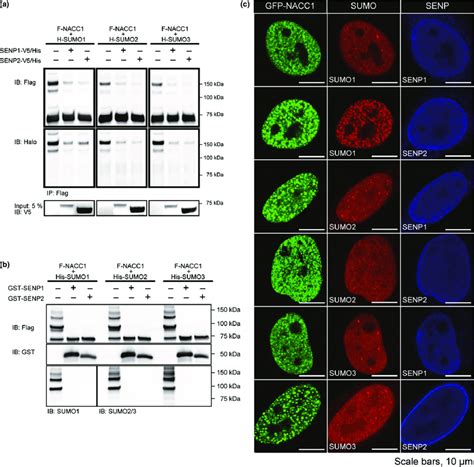 Deconjugation Of Nucleus Accumbens Associated 1 NACC1 SUMO By SENP1