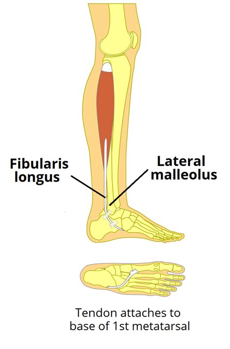 Fibularis Peroneus Longus Actions Teachmeanatomy