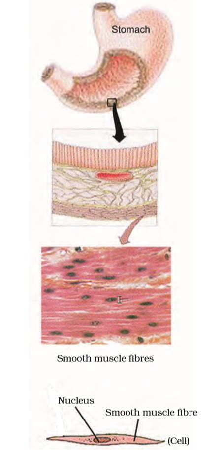 Smooth Muscle Diagram Class 9 Ncert Cbse Ncert Notes Class 9 Biology Tissues Smooth Muscle