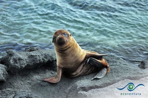 Protect The Galapagos Wildlife During Your Stay - Ecoventura