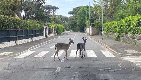 Due Daini A Passeggio Per Le Vie Di Fregene VIDEO Fregeneonline