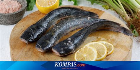 Apakah Ikan Lele Aman Untuk Penderita Asam Urat Dan Kolesterol