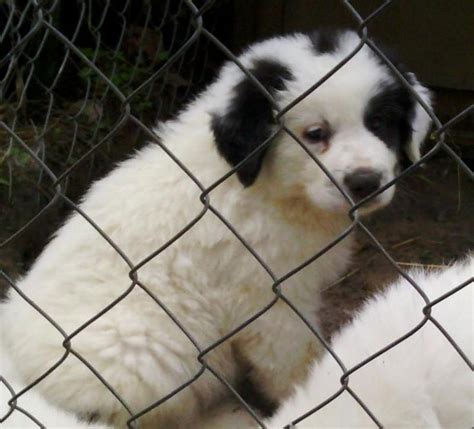 Meet Great Pyrenees Puppy! a Petfinder adoptable Great Pyrenees Dog | Munfordville KY ...