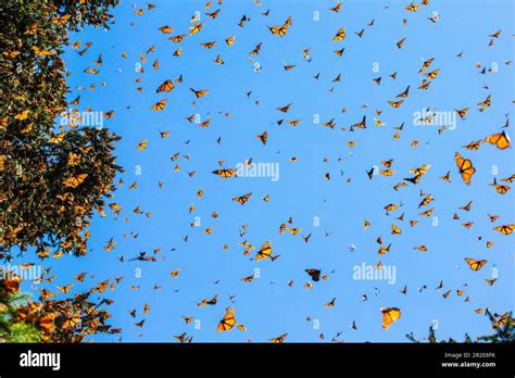 Monarch Butterflies Danaus Plexippus Are Flying On The Background Of