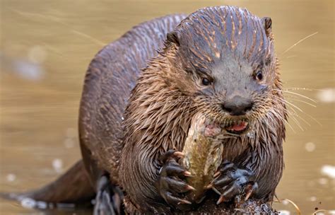 Faits M Connus Sur La Loutre D Europe Jardiland