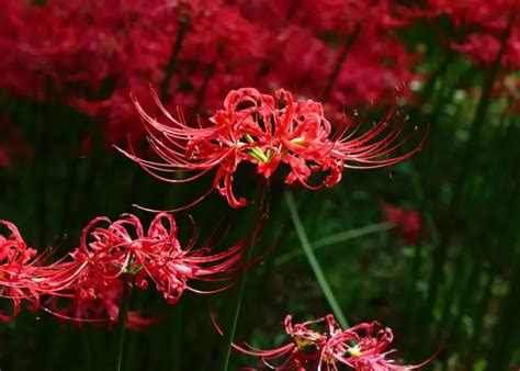 Red Spider Lily Lycoris Facts Meaning And Symbolism A To Z Flowers