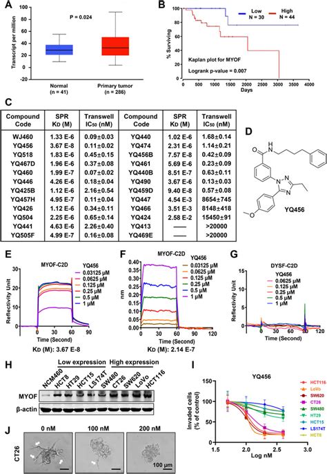 A Potent And Selective Small Molecule Inhibitor Of Myoferlin Attenuates