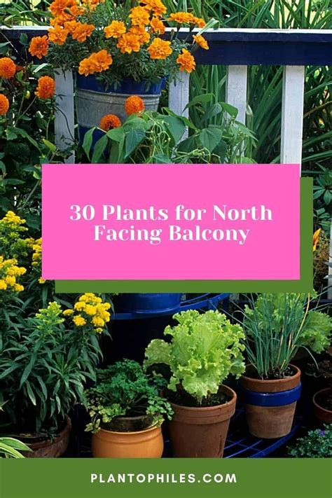 30 Plants For North Facing Balcony — Best Guide 2022 Porch Plants North Facing Garden