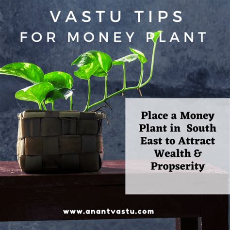 Money Plant Vastu Benifits And Placement Of Money Plant At Home