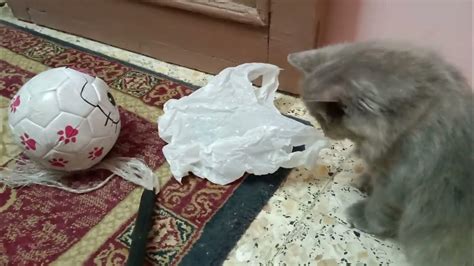 Funny Cat Playing With Owner Playing With My Kitty Cat Cute Cat Want To Play Robe Toy Youtube