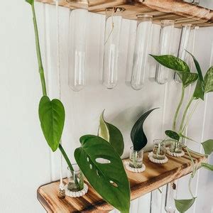 Tier Hanging Test Tube Propagation Station Etsy