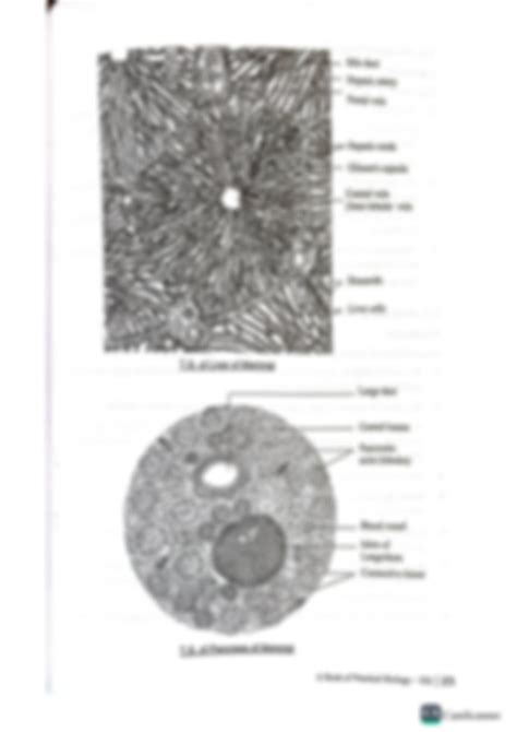 SOLUTION: Detailed diagrams of histology of frog - Studypool