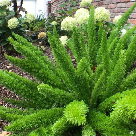 Foxtail Asparagus Fern — Green Acres Nursery & Supply