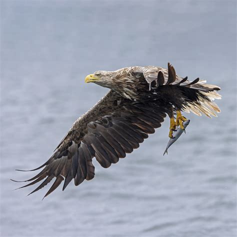 White Tailed Eagle Haliaeetus Albicilla Loch Tuath Isl Flickr