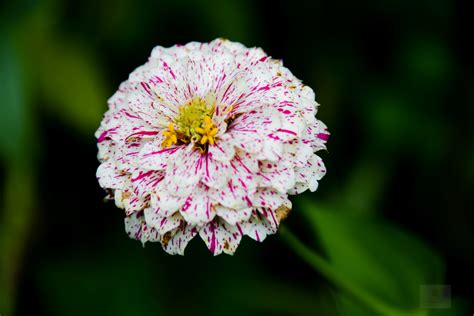 Zinnia Garden on Behance