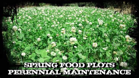 Spring Food Plots Perennial Maintenance Youtube