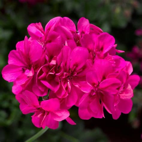 Ivy League Burgundy Ivy Geranium Pahls Market Apple Valley Mn