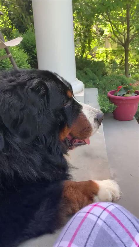 Boristheberner On Twitter Its Best To Give Those Pesky Morning