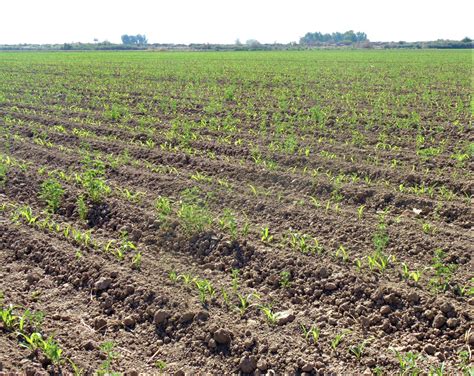 Iniciaron Las Siembras Del Primavera Verano En El Valle De