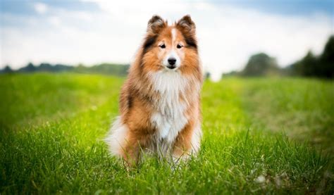 Veja Quais S O As Ra As Dos Cachorros Mais Peludos Riomar Recife