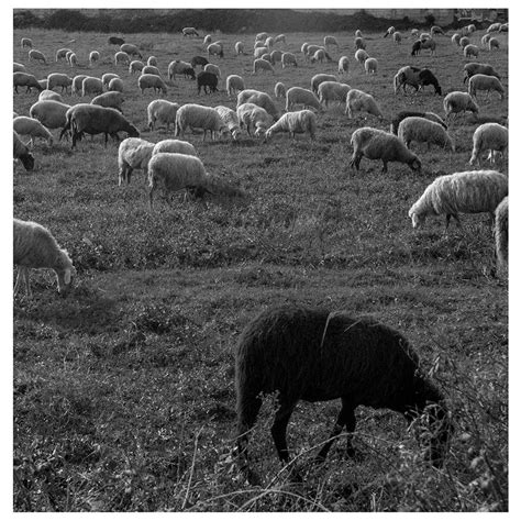 Black Sheep Black Sheep Metaphor Country Movie Posters Art Art