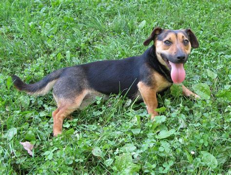 Aislinge Bray Jack Russell Terrier Russell Terrier Black And Tan