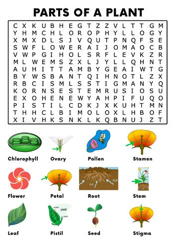 Parts Of A Plant Word Search Activity Teaching Resources