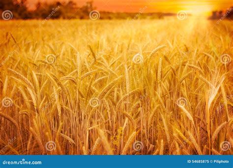 Wheat Field At Sunset Stock Image Image Of Gold Cereal 54685875