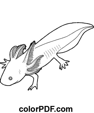 Axolotl Stampabile Disegni Da Colorare E Libri In Pdf