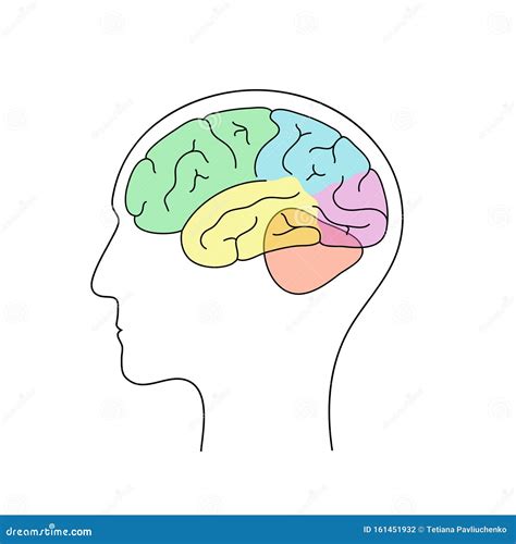 Vector Illustration Of Human Brain Anatomy Stock Vector Illustration