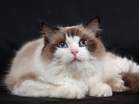 Ragdoll Cat Seal Bicolor On Black Velvet Stock Photo Image Of Blue