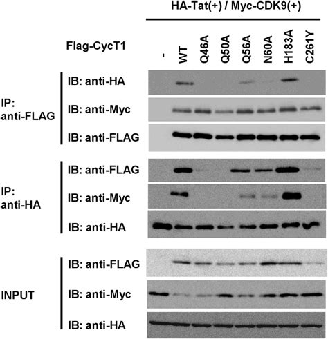 Effects Of Ala Substitutions Within Cyc T On The Binding To Tat And