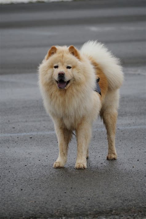 Samoyed Chow Mix