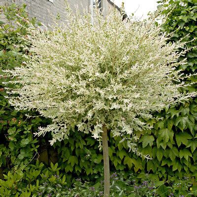 SALIX INTEGRA HAKURO NISHIKI Flamingo Willow 80cm Standard Tree In A