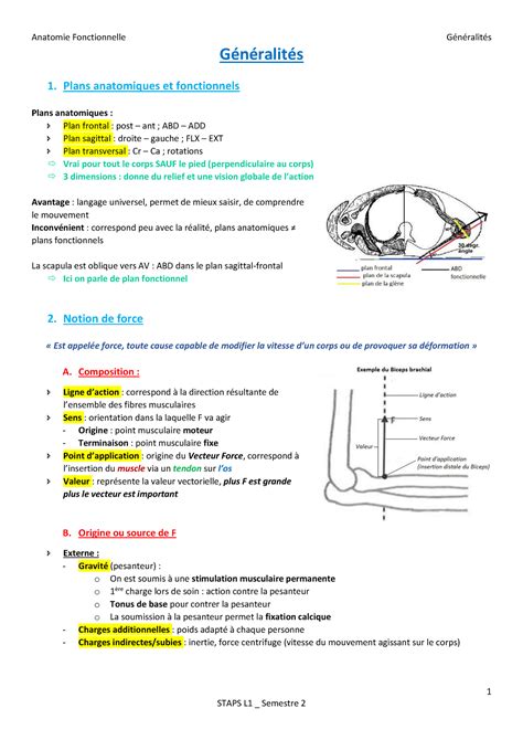 G N Ralit S Cours Sur Les G N Ralit S En Anatomie Staps