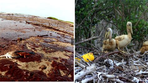 A Decade After Bp Oil Spill Scientists Still Working To Save Bird