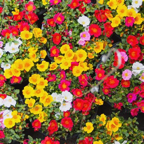 Moss Rose Mixed Seeds Portulaca Grandiflora 4500 Seeds Garden