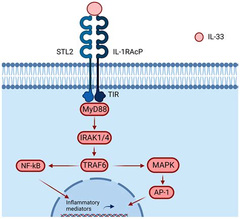 Ijms Free Full Text The Role Of Il 33st2 In Copd And Its Future As