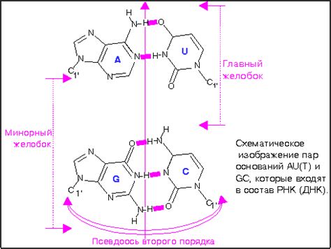 Капсула (capsula)