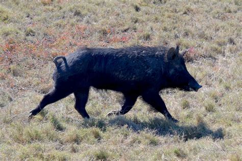 Feral pigs - Fitzroy Basin Association