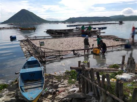 Fish kill hits 150 tons of tilapia in Taal Lake | Inquirer News