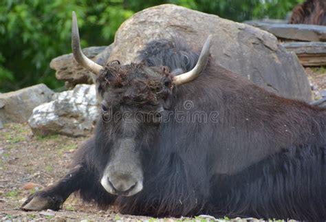 The yak stock photo. Image of found, herbivore, india - 95255762