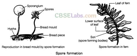 Spore Formation Diagram