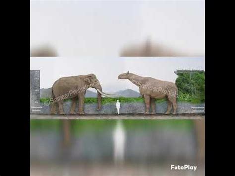 Palaeoloxodon Namadicus And Paraceratherium Size Comparison - YouTube