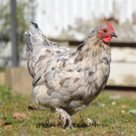 Blue Splash Marans Day Old Chicks