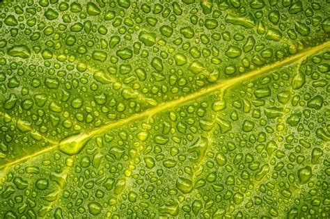 Download Leaf Green Macro Nature Water Drop Hd Wallpaper