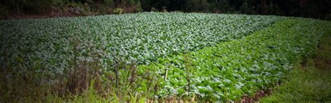 Rastreabilidade Em Agricultura Polo Sebrae Agro